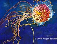 Japanese Sea Nettle (Jellyfish) by Roger Bacharach