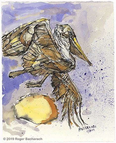 Pelican I by Roger Bacharach c 2019. Pen and Ink Wash on Paper $250.